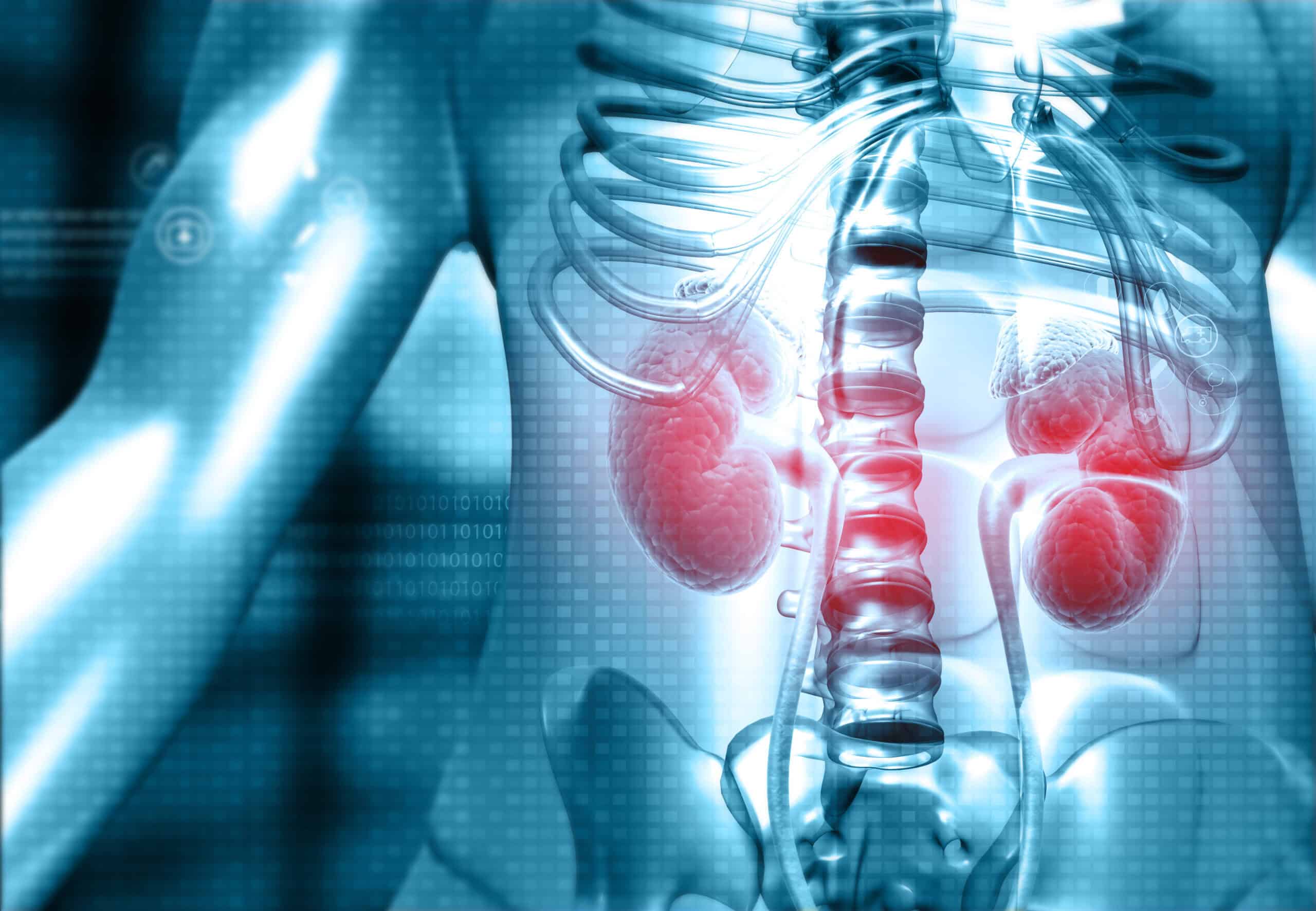 Digital illustration of a human torso showing the skeletal structure and internal organs, with the kidneys highlighted in red to emphasize the primary care role in kidney disease diagnosis.